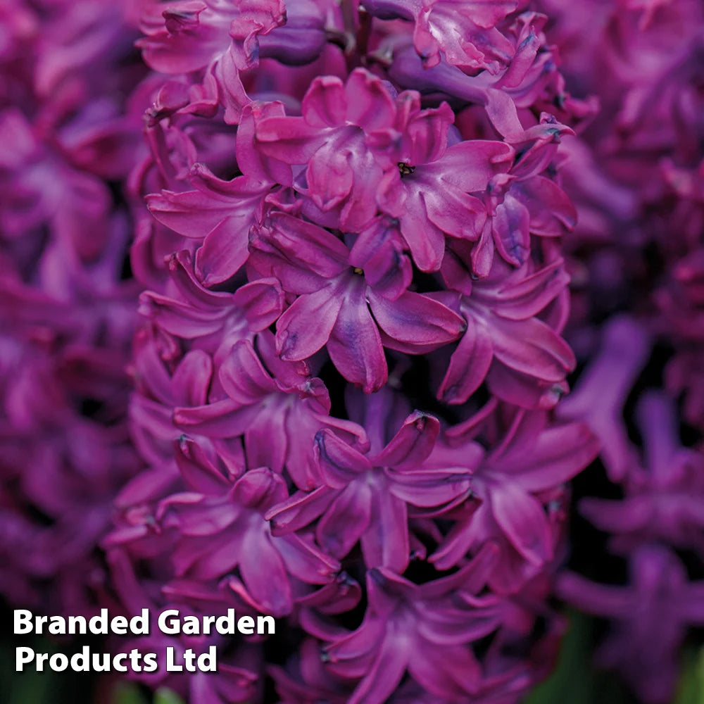 Tulip, Hyacinth + Anemone Collection Bulbs | 30 x Bulbs