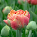Tulip 'copper Image' Double | 10 x Bulbs | Orange