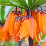 Hayloft Fritillaria Summer Skyline Collection - 9 Bulbs (3 Of Each)