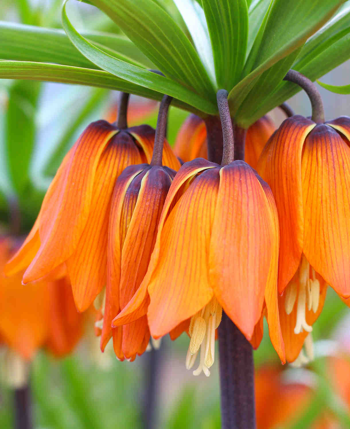 Hayloft Fritillaria Summer Skyline Collection - 9 Bulbs (3 Of Each)