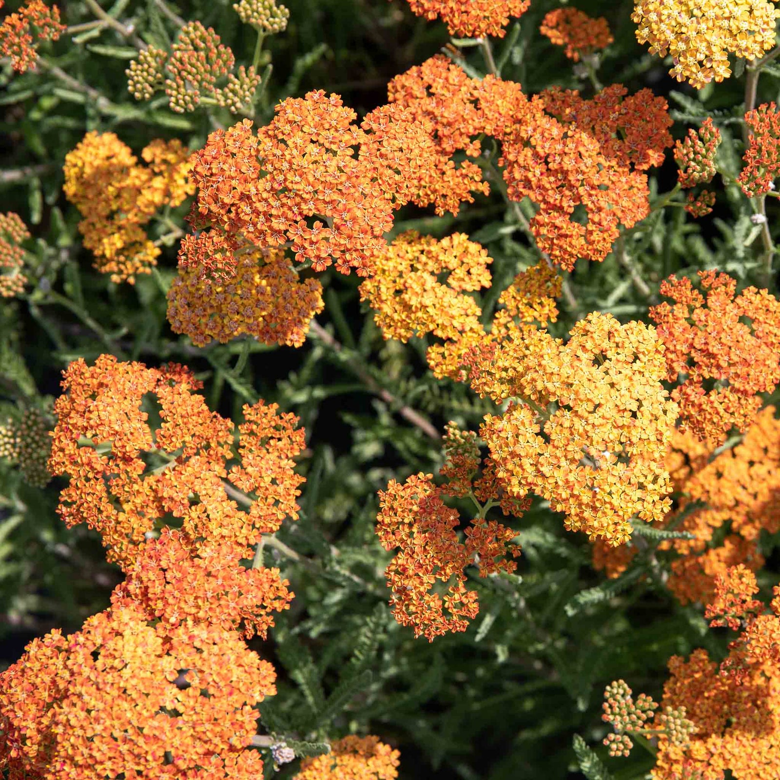 Achillea 'terracotta' Terracotta-to-yellow Flowering Perennial | 1 x 9cm