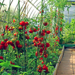 Tomato Seeds Greenhouse Collection -  (cherry, Standard, Beefsteak) | Set of 4