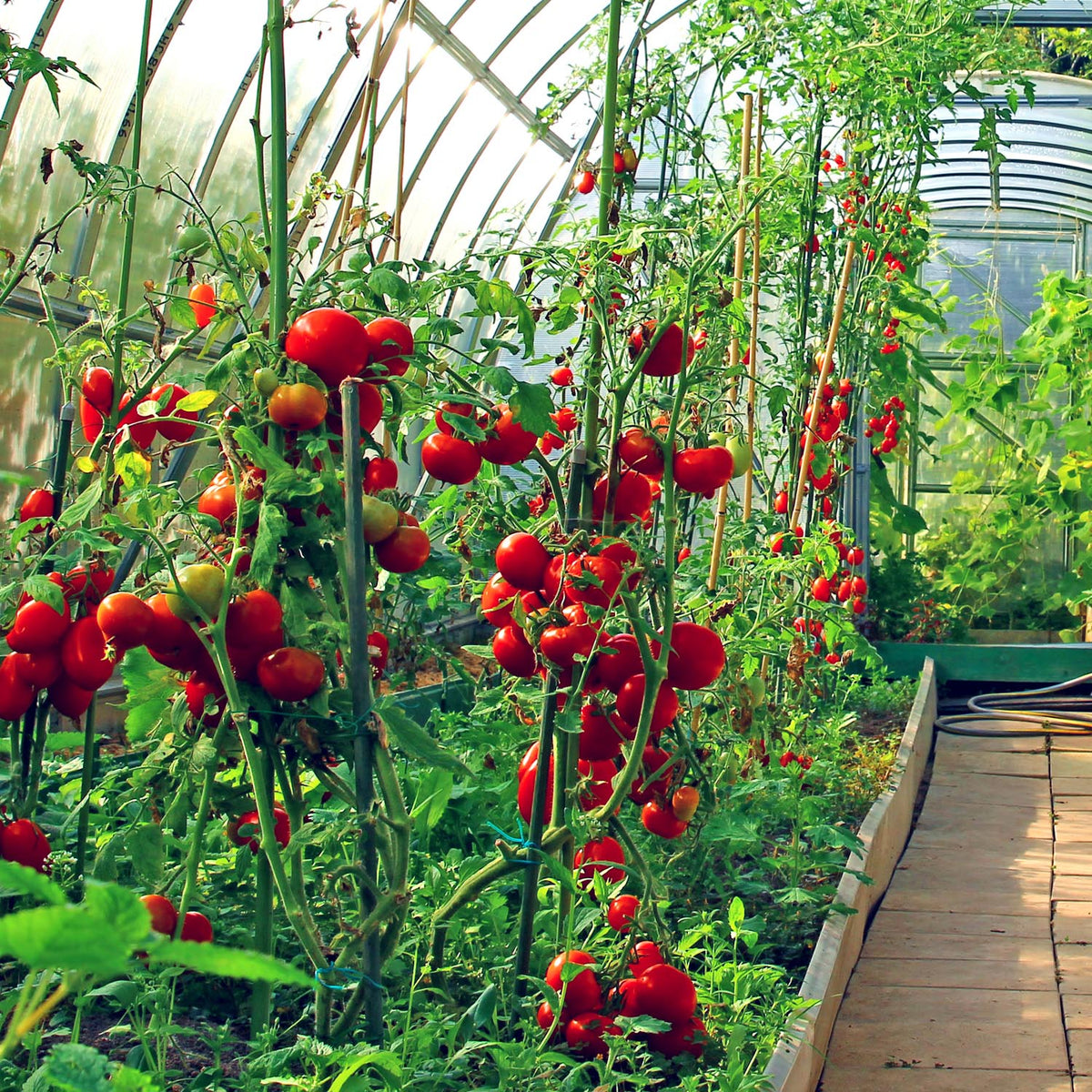 Tomato Seeds Greenhouse Collection -  (cherry, Standard, Beefsteak) | Set of 4