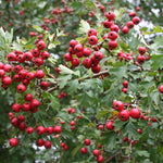 Direct Plants Quickthorn Hawthorn Hedging Trees Extra Large 4-5ft Tall Pack Of 10