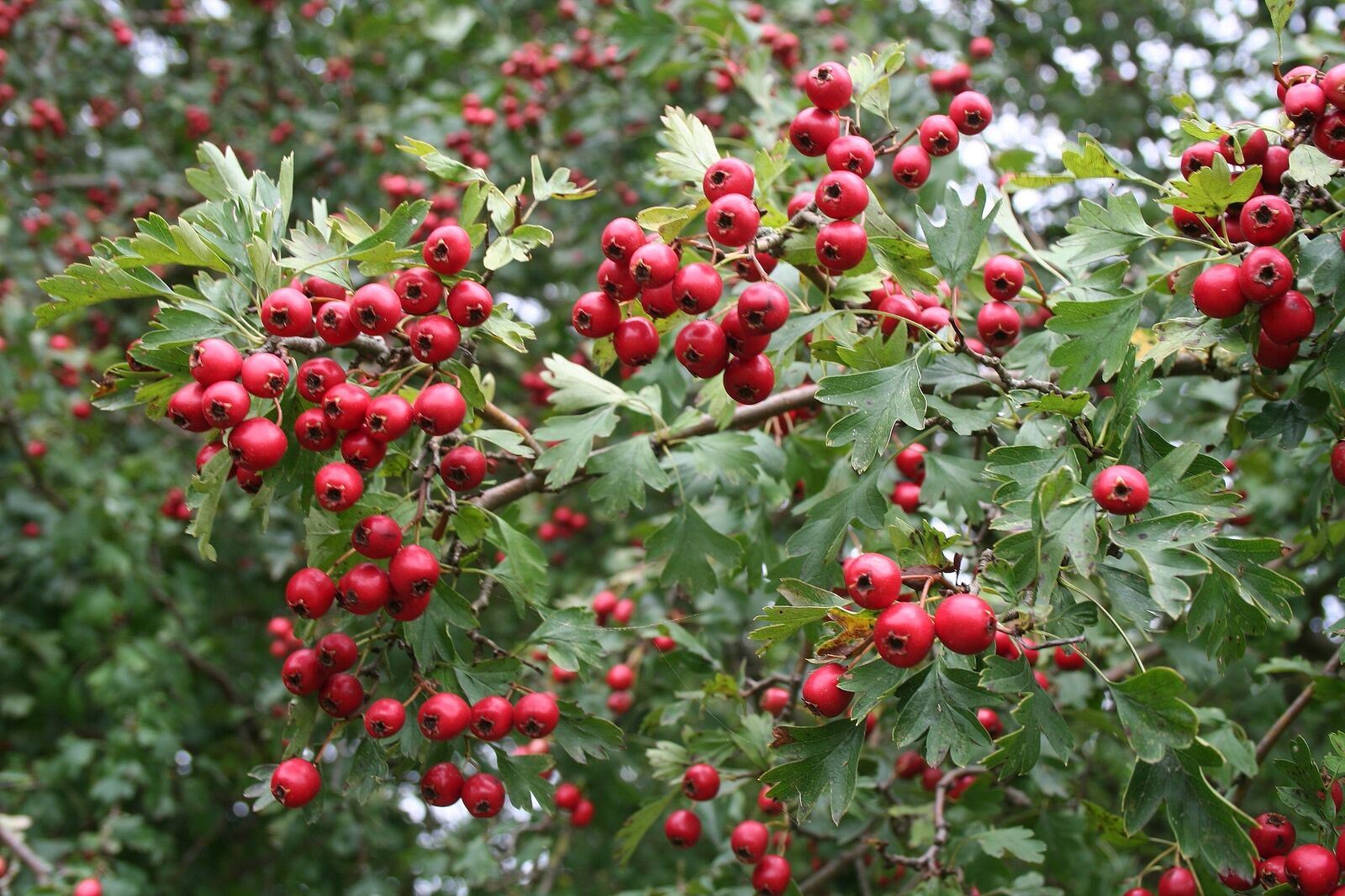 Quickthorn Hawthorn Hedging Trees Extra Large 4-5ft Tall Pack Of 10