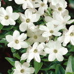 Jasmine (jasminum Officinale) Fragrant White Climber | 1 x 3L | White