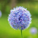 Allium 'caeruleum' — Bright Blue Flowerheads, 60cm | 20 x Bulbs | Blue
