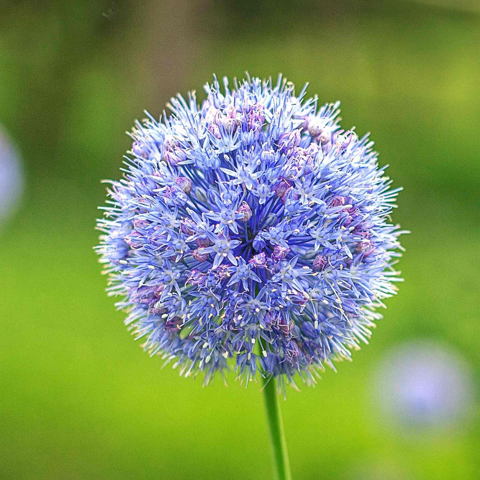 Allium 'caeruleum' — Bright Blue Flowerheads, 60cm | 20 x Bulbs | Blue