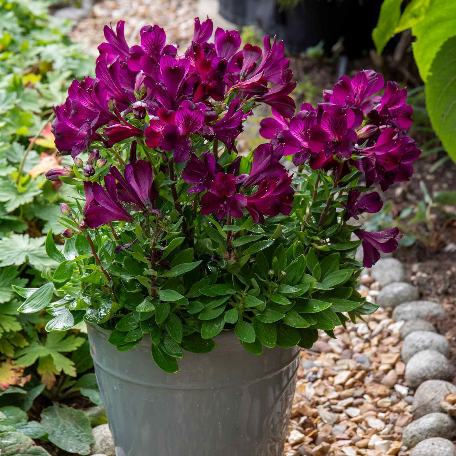 Alstroemeria Inticancha Collection — Bryce, Maya And Paraiso | 3 x Jumbo Plug Plants
