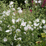 Lavatera 'marshmallow White Ice' | 1 x 9cm | White