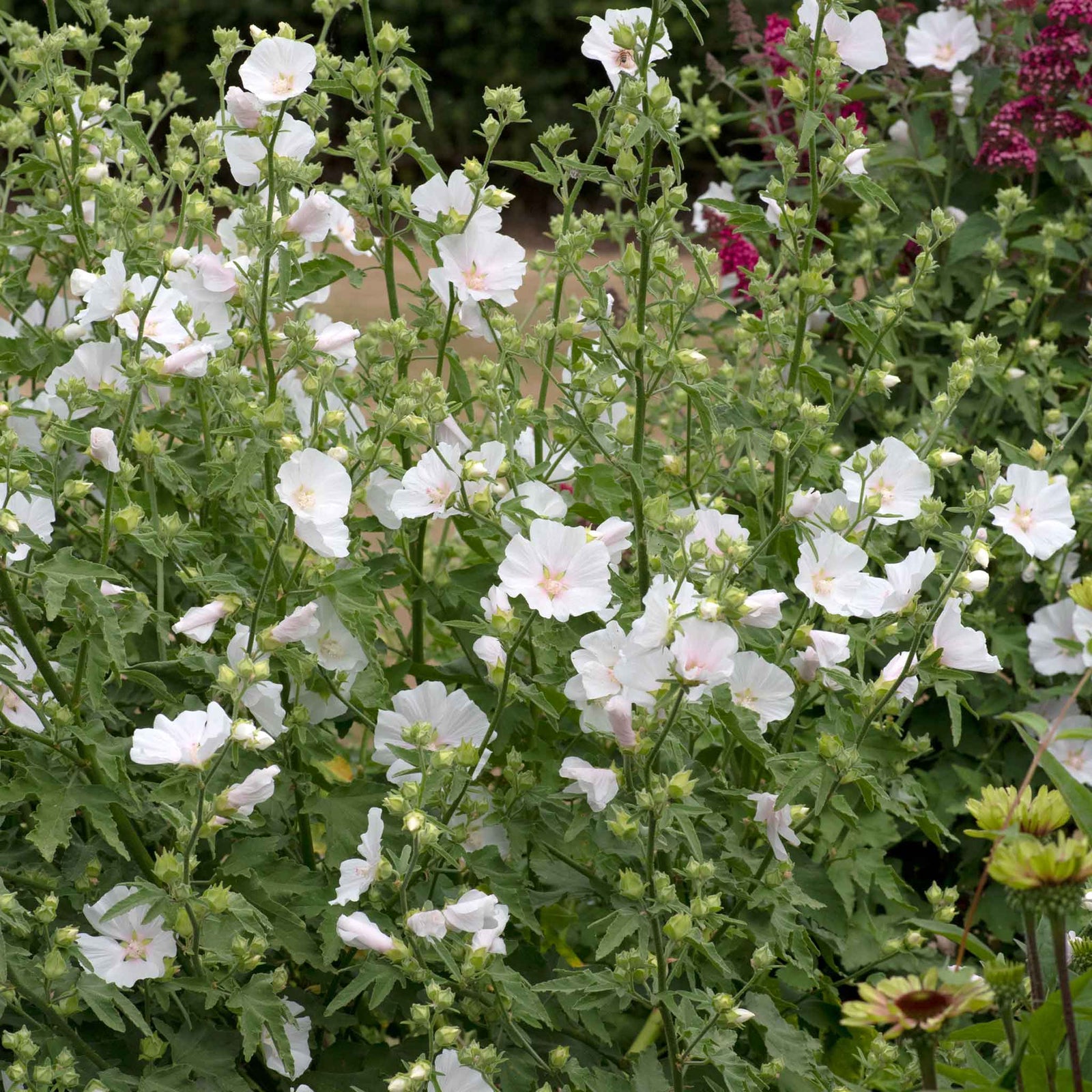 Lavatera 'marshmallow White Ice' | 1 x 9cm | White