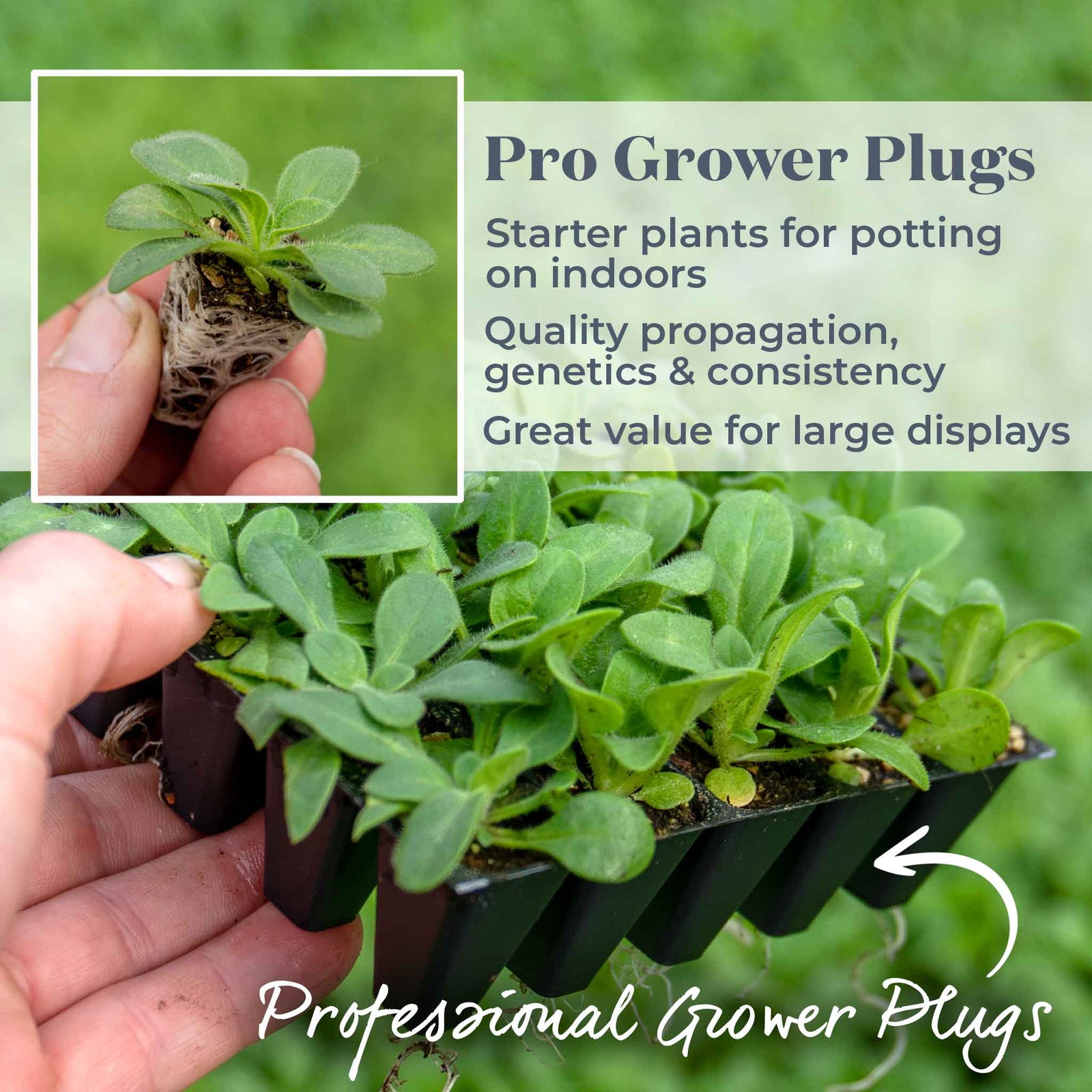 Petunia Frenzy Mirage Mixed Seedlings | 20 x Pro Grower Plugs | Multi