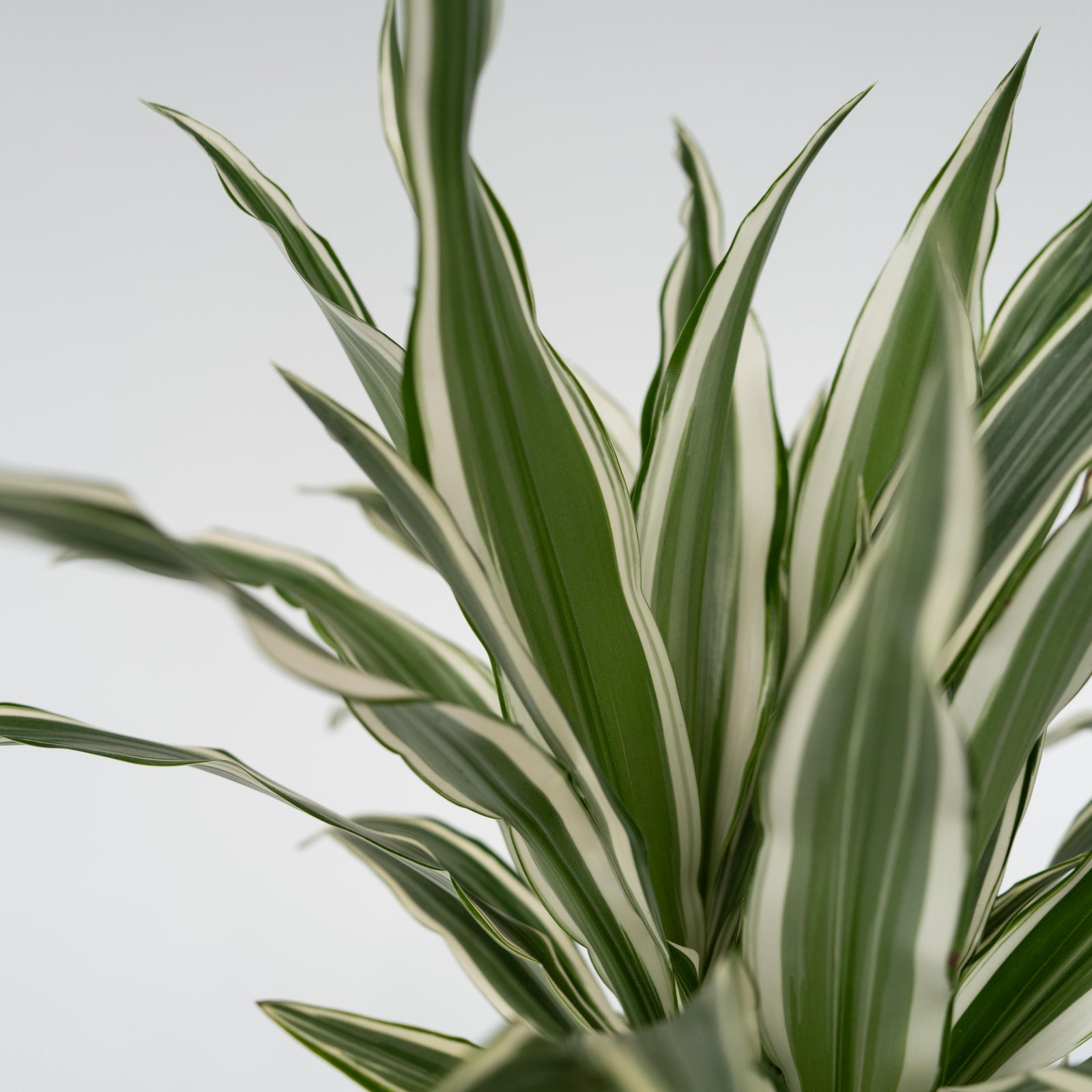 Dragon Tree - 2 Pcs. - Dracaena Deremensis 'white Stripe' - H60-70cm - ⌀17cm | Set of 2 | Green