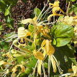 Hayloft Lonicera Collection 3 Stunning Honeysuckle Plants In 9cm Pots