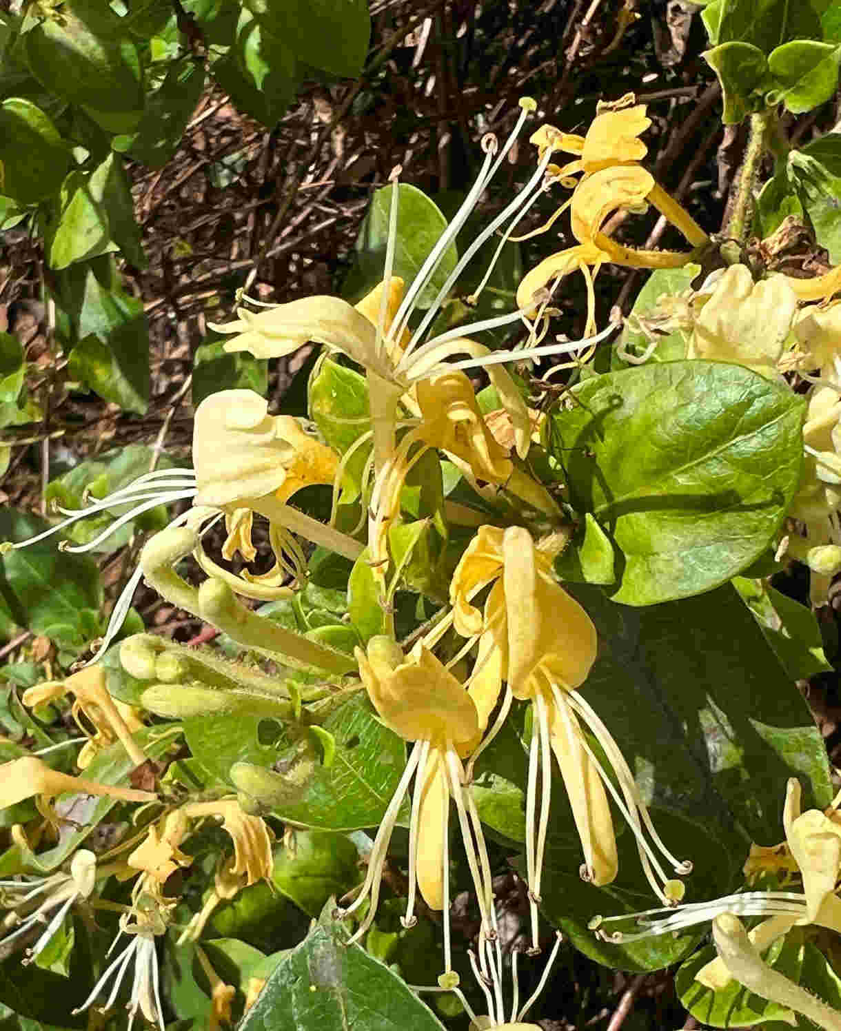 Hayloft Lonicera Collection 3 Stunning Honeysuckle Plants In 9cm Pots