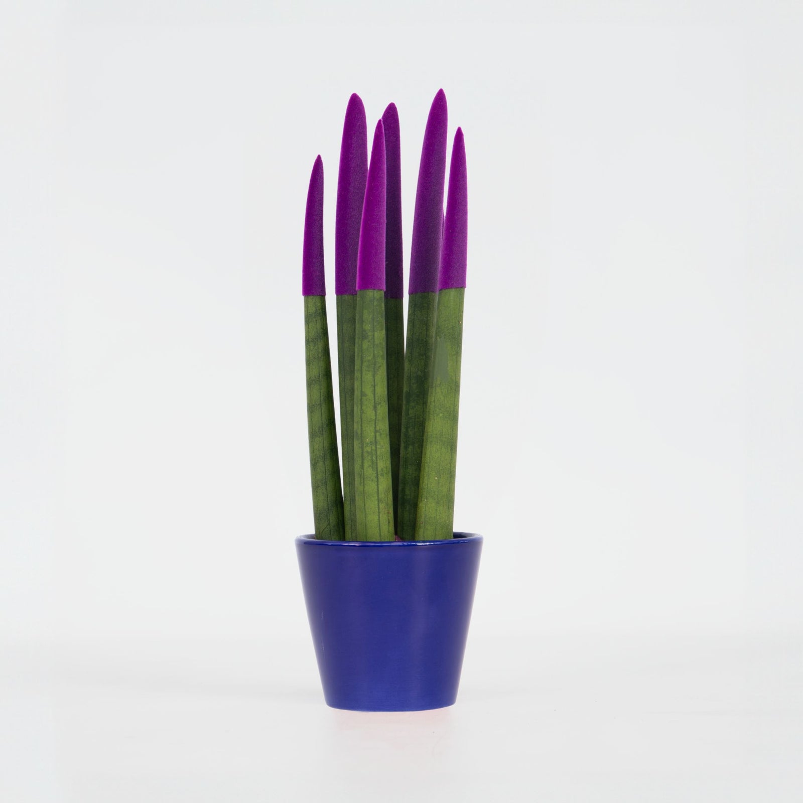 Snake Plant Velvet Touch - Sansevieria Cylindrica - Height 20-40cm - ⌀9cm | Purple