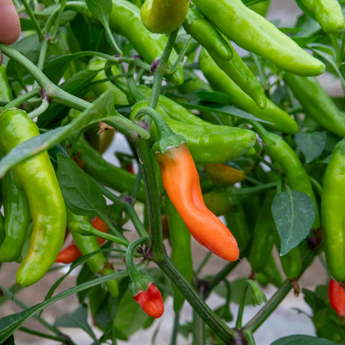 Chilli Plant 'apache' Compact Patio Pepper 9cm Plants | Set of 3 | Red