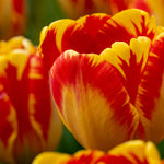 Hayloft Tulipa Banja Luka - 30 Bulbs