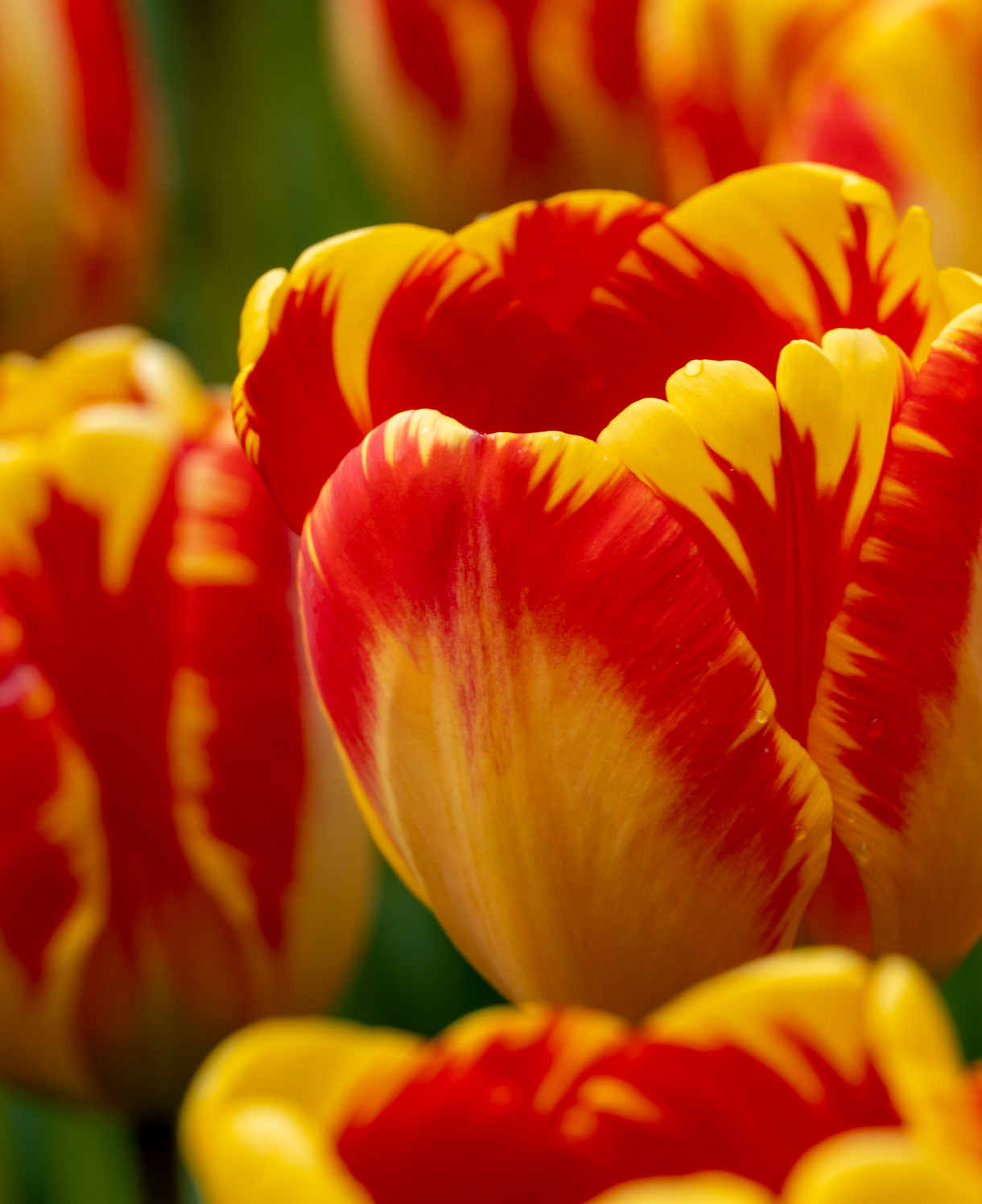 Hayloft Tulipa Banja Luka - 30 Bulbs