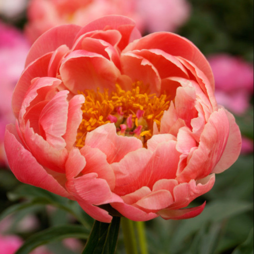 Paeonia Lactiflora Coral Charm - Colour Changing Blooms, bare root plants | 1 x Bare Root | Coral