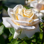 Rose 'champagne Moment' Floribunda – Rhs Agm, Rose Of The Year 2006 | 1 x Bare Root | White