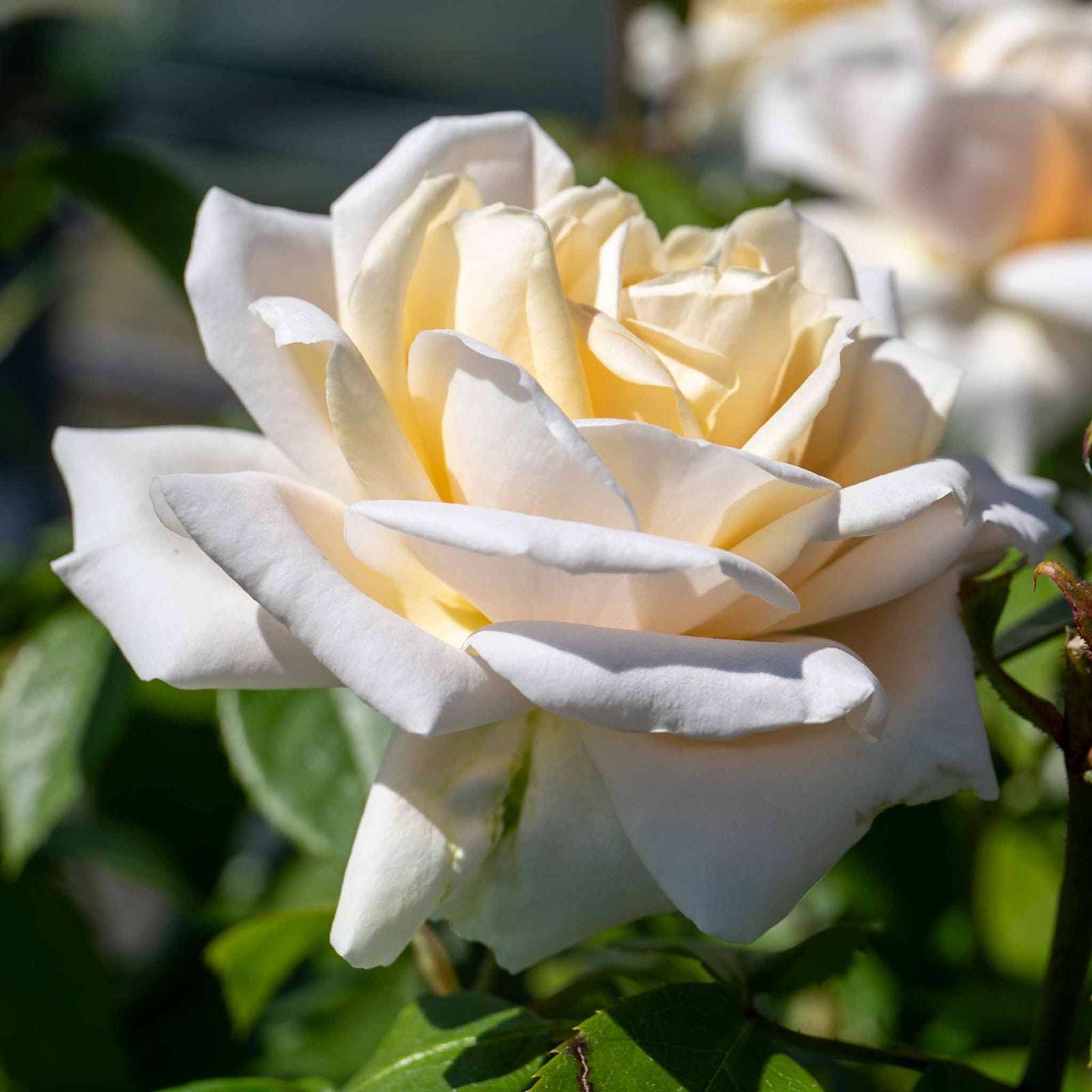 Rose 'champagne Moment' Floribunda – Rhs Agm, Rose Of The Year 2006 | 1 x Bare Root | White