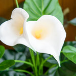 Artificial 55cm Calla Lily Flower Set Of 2 For Indoor Decor
