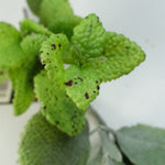 125cm Artificial Hanging Trailing Mint  Garland Plant