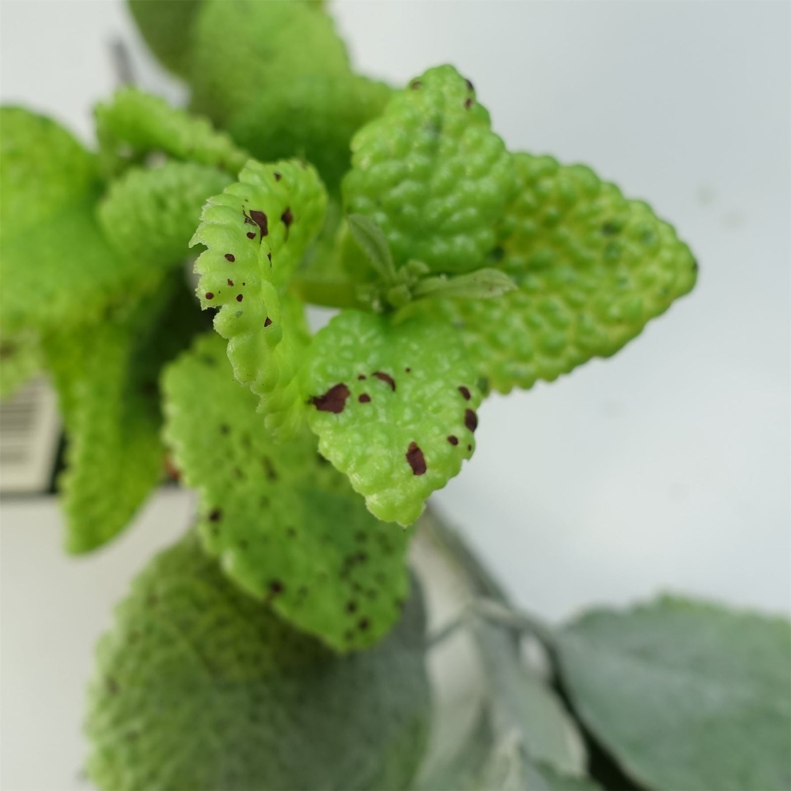 125cm Artificial Hanging Trailing Mint  Garland Plant