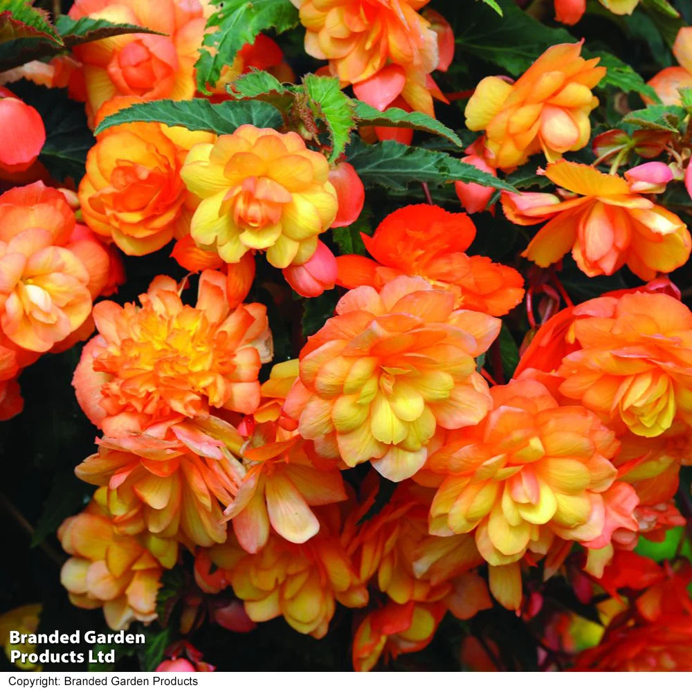 Begonia Apricot Shadespreplanted Hanging Basket 25cm | Set of 2
