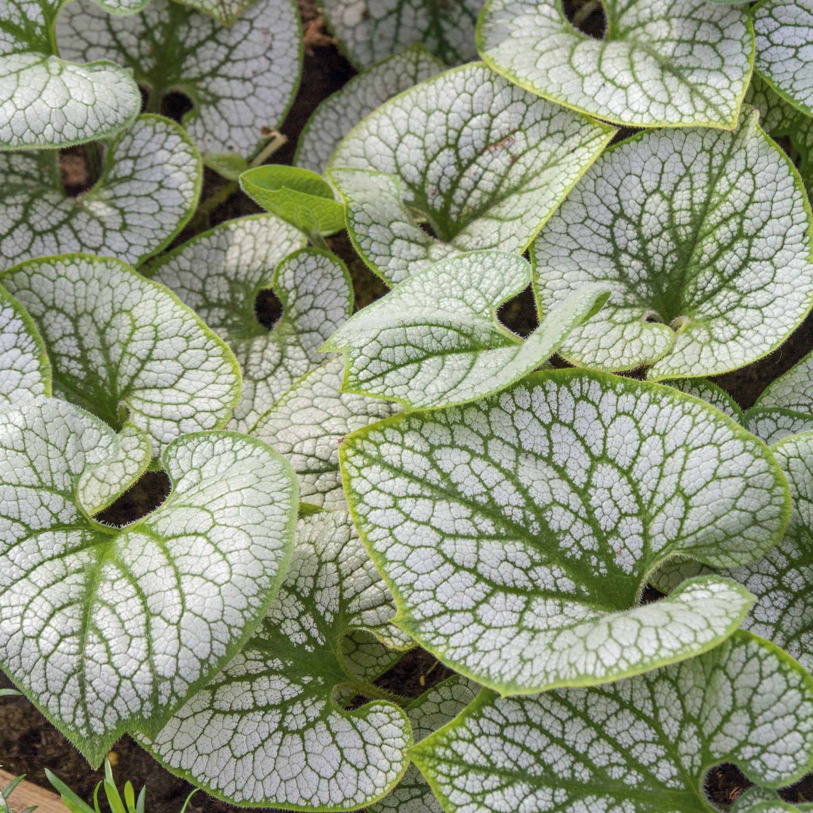 Brunnera Macrophylla 'sea Heart' Siberian Bugloss – Silver-leaf Shade Perennial | 3 x Jumbo Plugs | Green