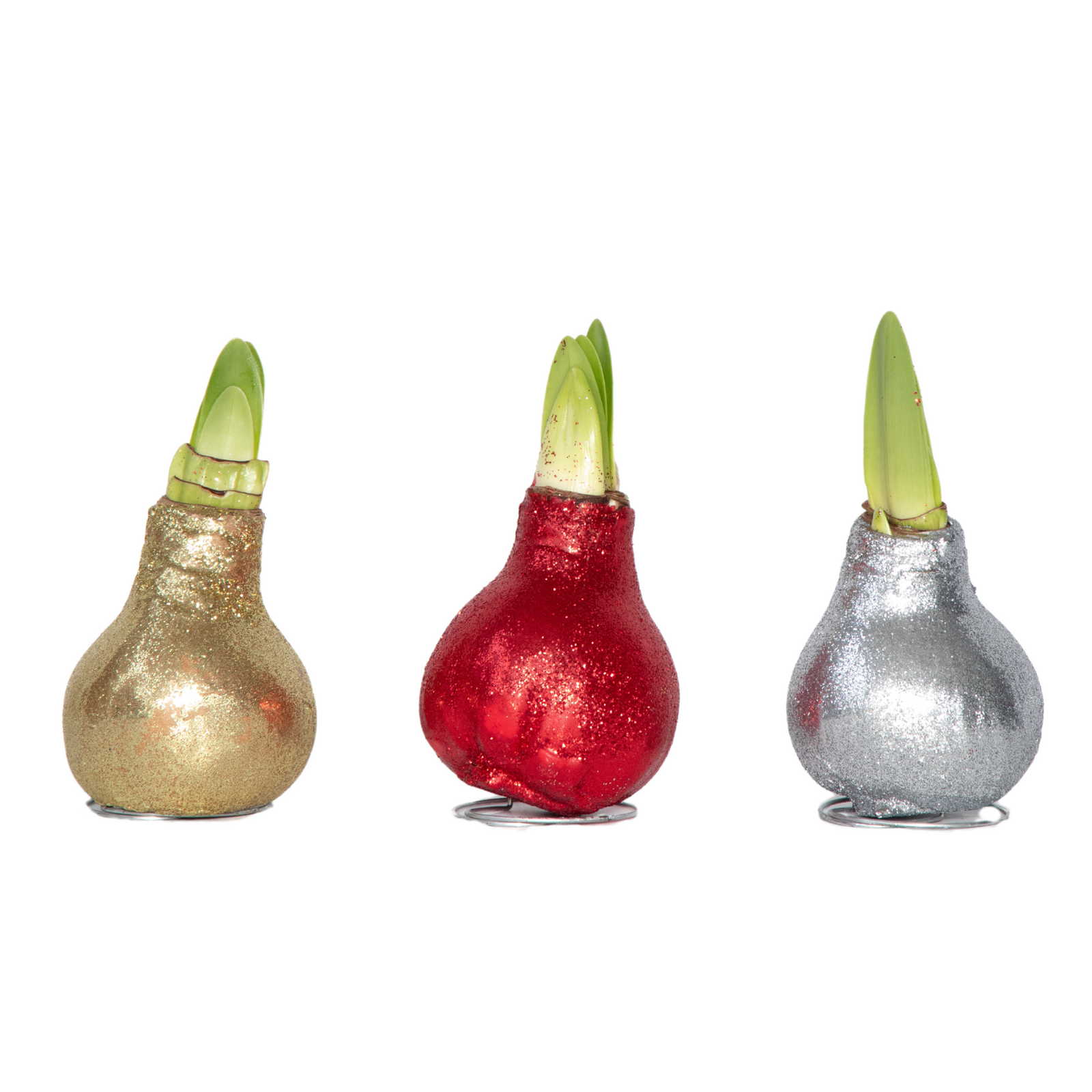 Amaryllis - 3 Pcs. - Hippeastrum 'glitter Mix' - Flower Bulb - Red