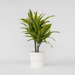 Dragon Tree - Dracaena Deremensis 'lemon Lime' - Height 60-70cm - ⌀17cm | Set-of-1 | Green