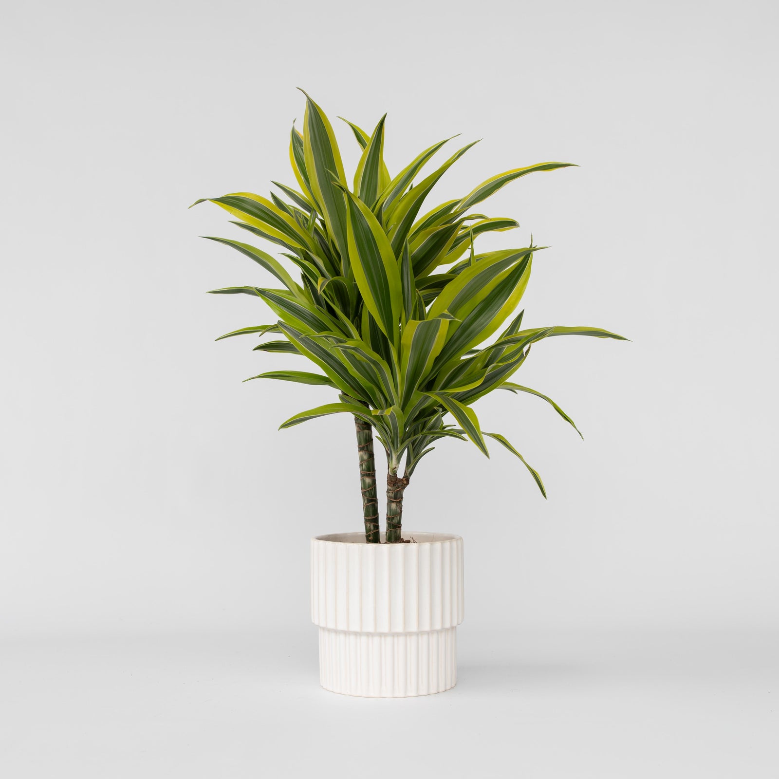 Dragon Tree - Dracaena Deremensis 'lemon Lime' - Height 60-70cm - ⌀17cm | Set-of-1 | Green
