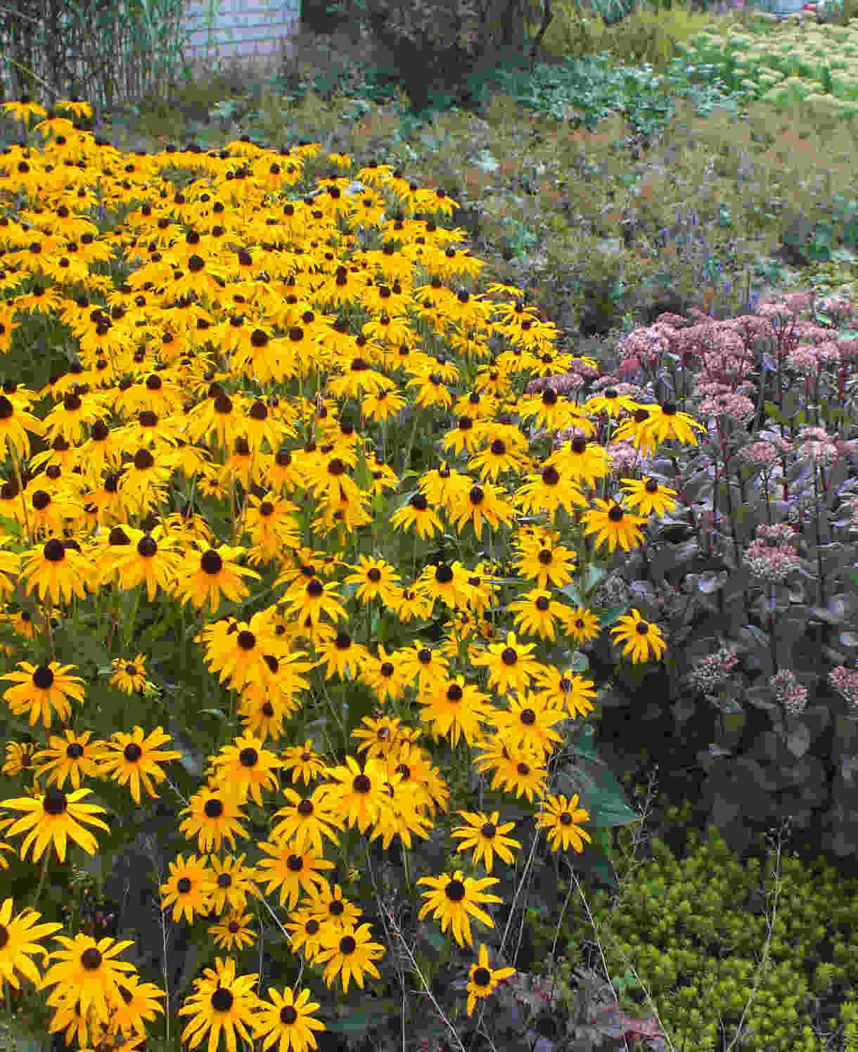 Rudbeckia Goldsturm - 9cm pots | 1 x 9cm | Yellow
