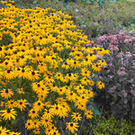 Rudbeckia Goldsturm - 9cm pots | 5 x 9cm | Yellow