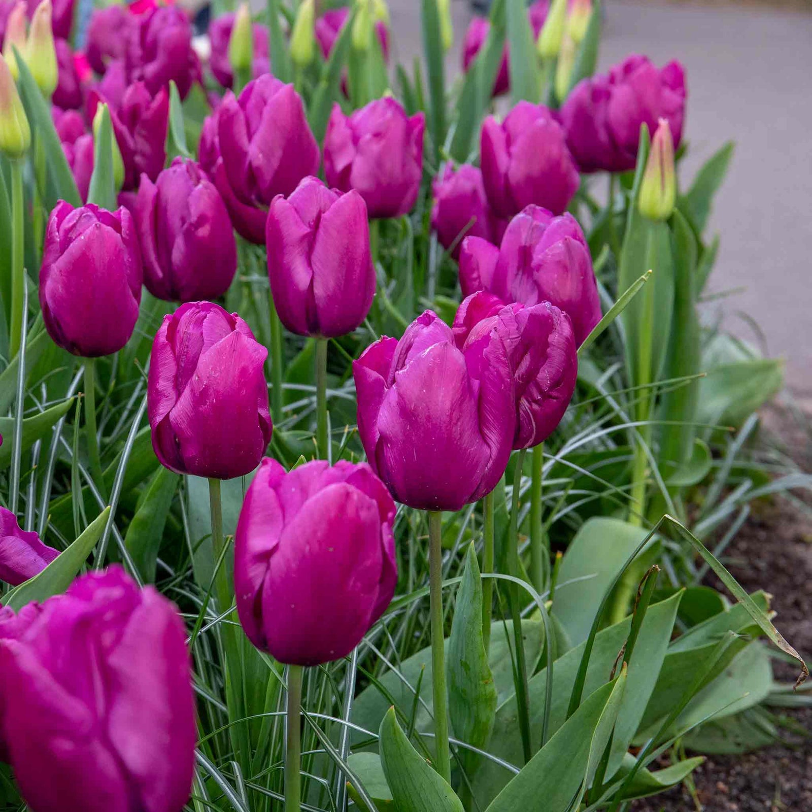 Tulip Purple Prince | 10 x Bulbs | Purple