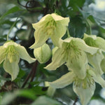 Evergreen Clematis Jingle Bells Climbing Plant 3-4ft Supplied In A 2/3 Litre Pot