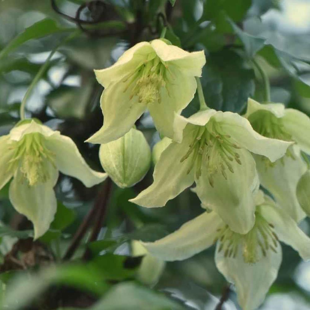 Evergreen Clematis Jingle Bells Climbing Plant 3-4ft Supplied In A 2/3 Litre Pot