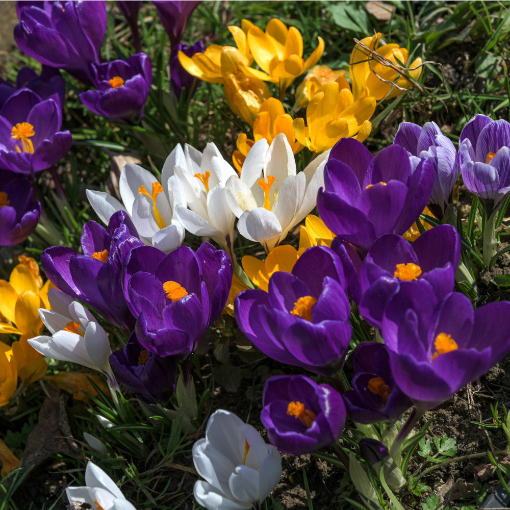 Crocus Blackberry And Vanilla Sorbet Mix - 60 Bulbs