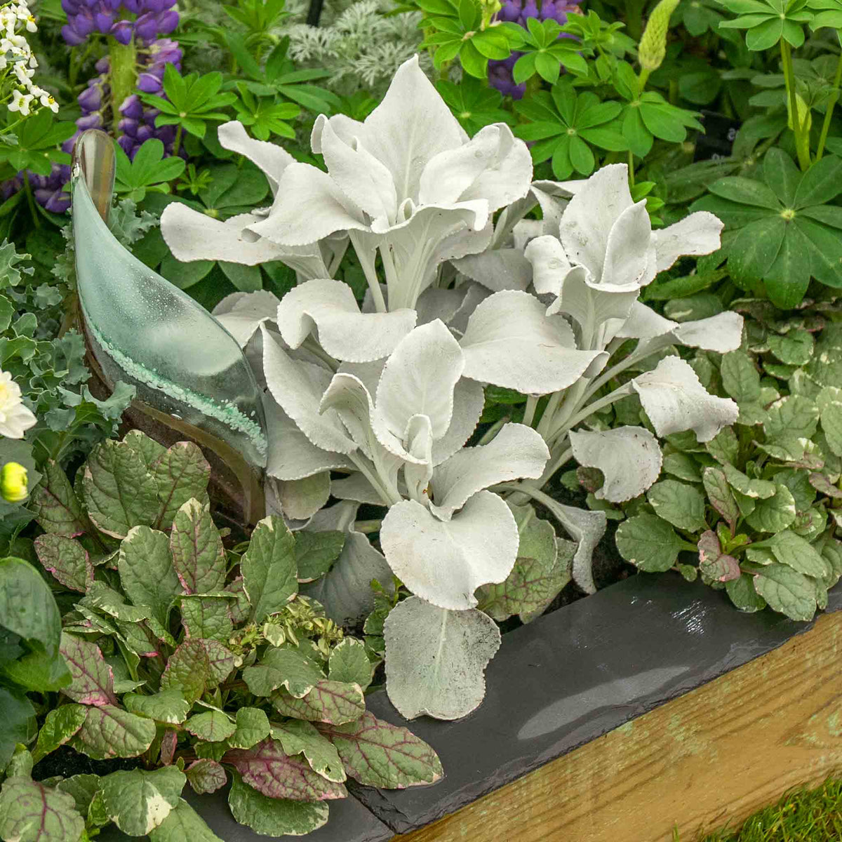 Senecio 'angel Wings' Silver-foliage Perennial 2l | Set of 1 | Yellow