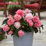 Begonia 'majestic Soft Pink' | 12 x Plug Plants | Light Pink