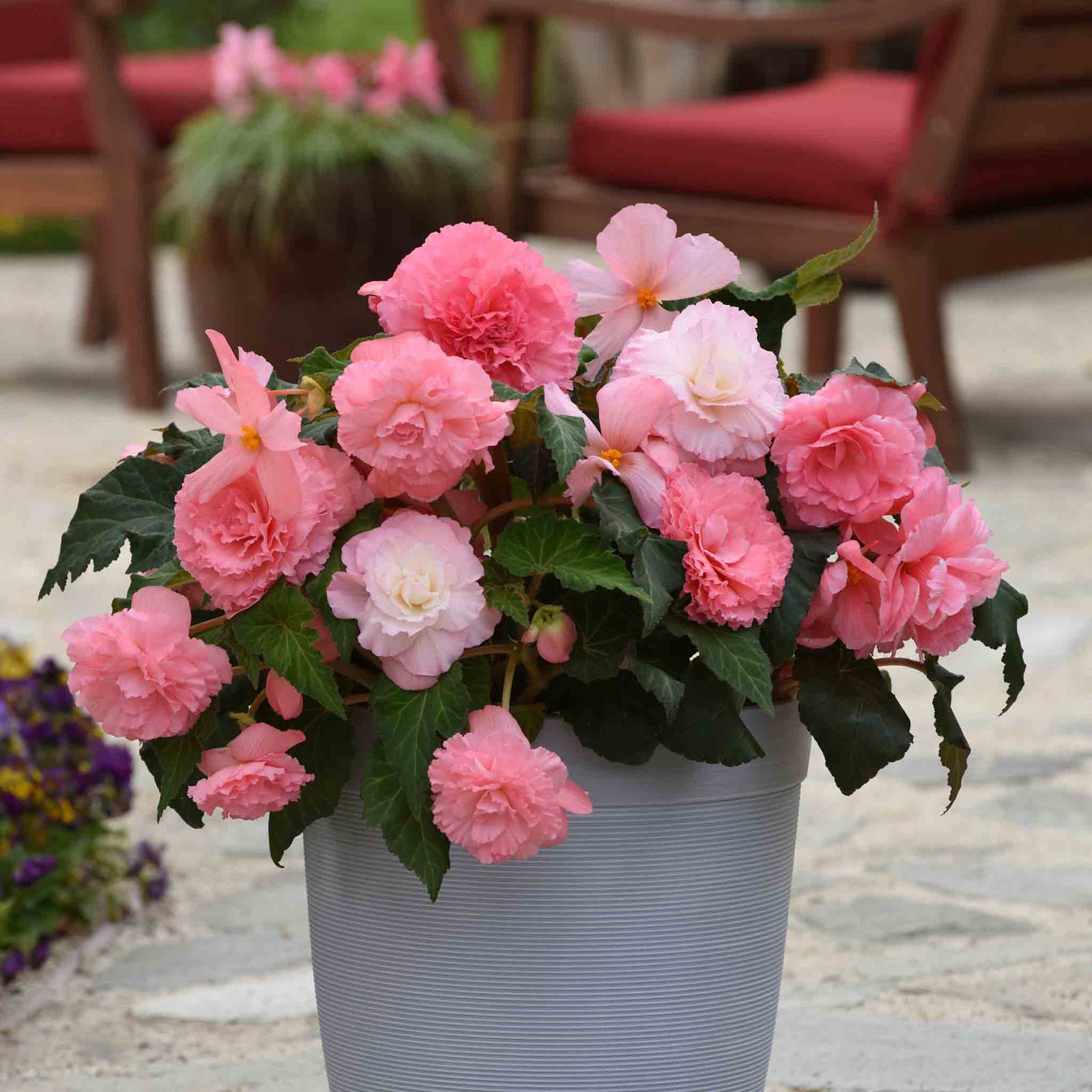 Begonia Upright Collection - In Red, Soft Pink And Yellow | 6 x Plug Plants | Multi