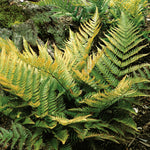 Japanese Shield Fern (rhs Award Of Garden Merit) | 1 x 9cm | Green & Pink
