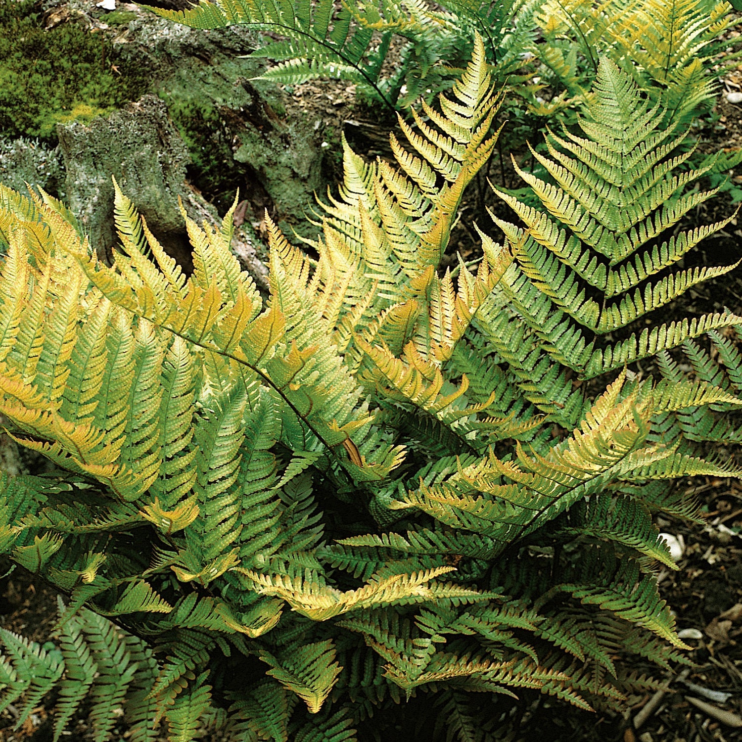 Japanese Shield Fern (rhs Award Of Garden Merit) | 3 x 9cm | Green & Pink