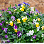 Thompson & Morgan Viola 'Ice Babies' Pre-Planted Hanging Basket - x 2