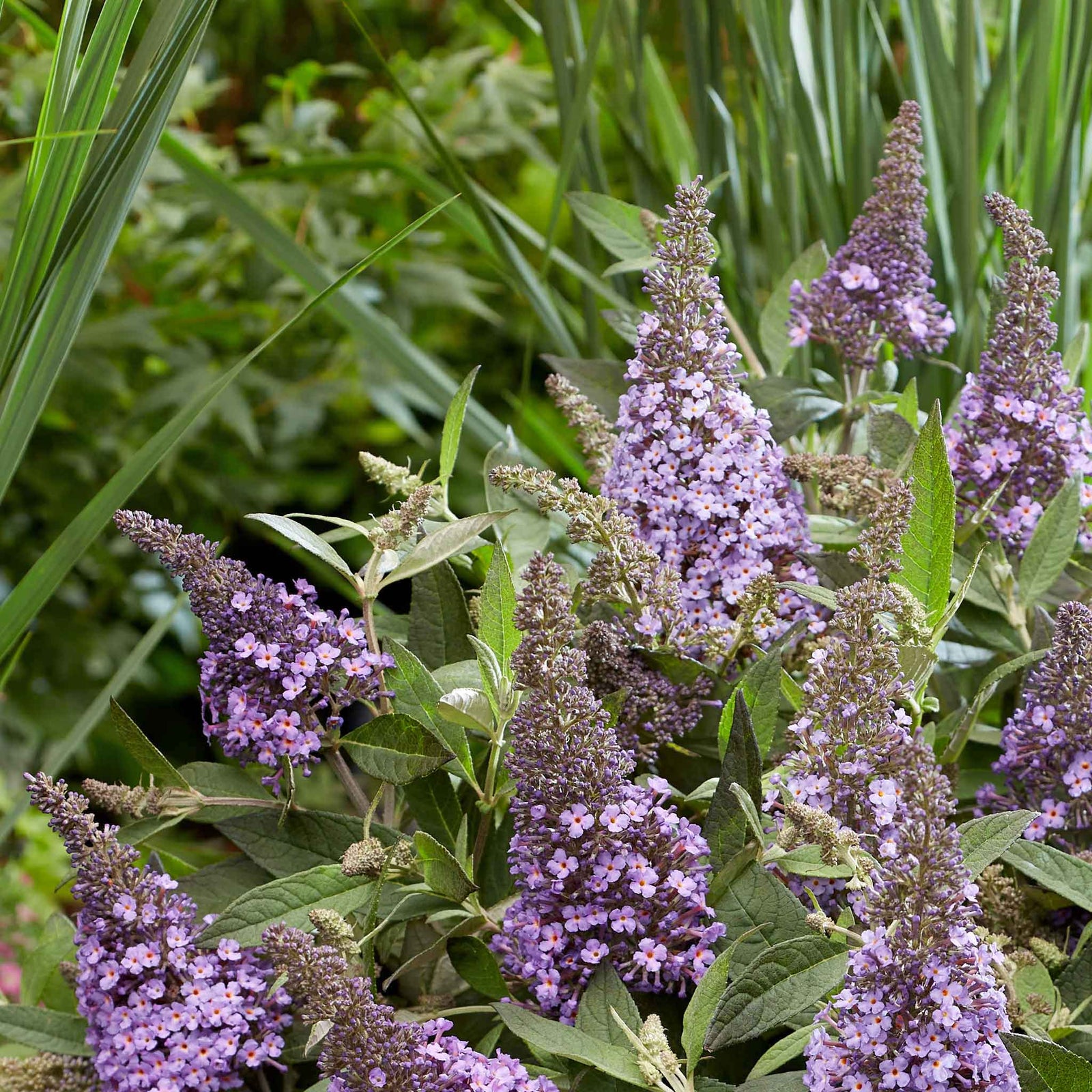Buddleja 'butterfly Candy Little Sweetheart' Dwarf Purple Butterfly Bush | 1 x 9cm | Purple