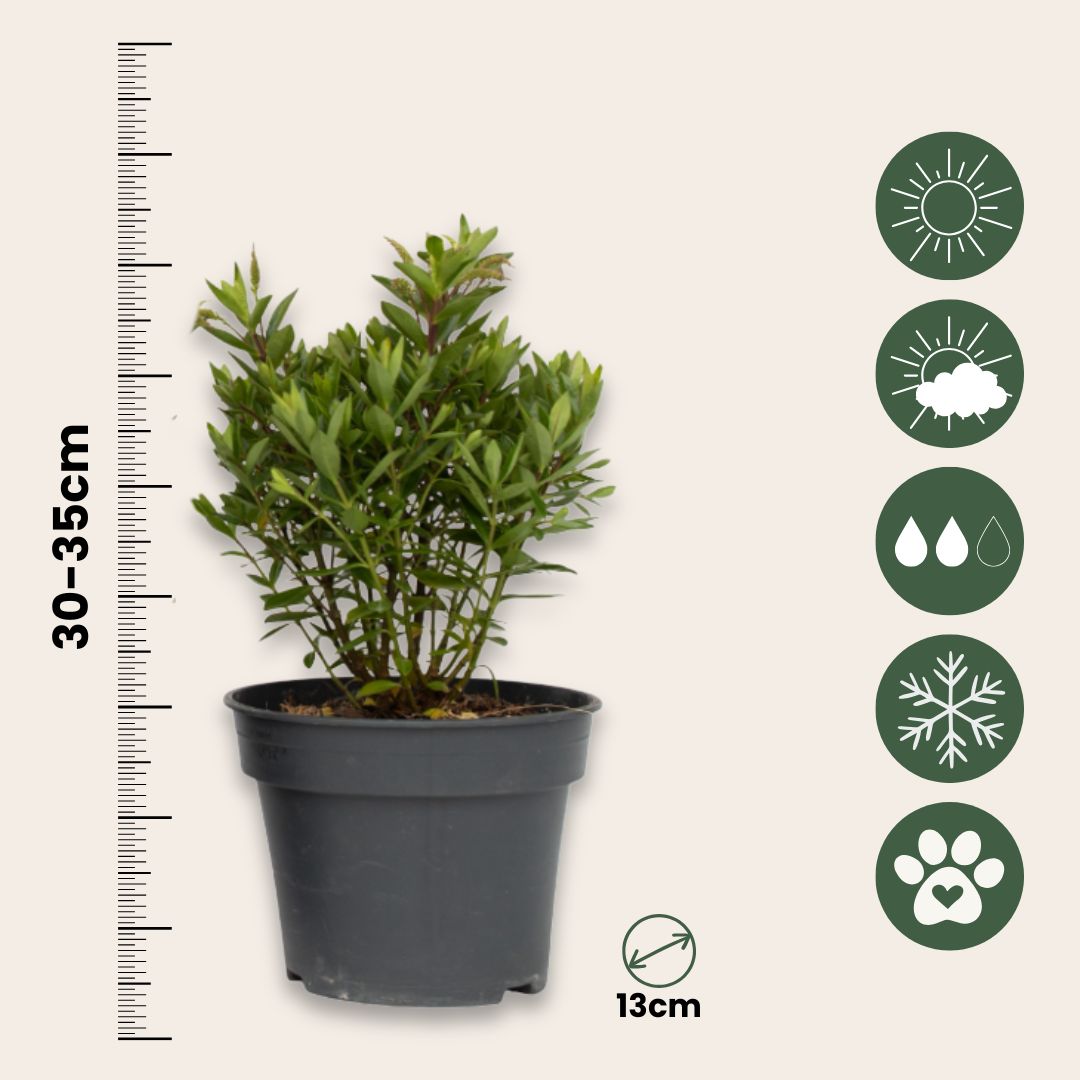 Evergreen Shrub - 3 Pcs. - Hebe All Blooms 'ranaia' - Height 30-35cm - ⌀13cm | Set of 3 | Red