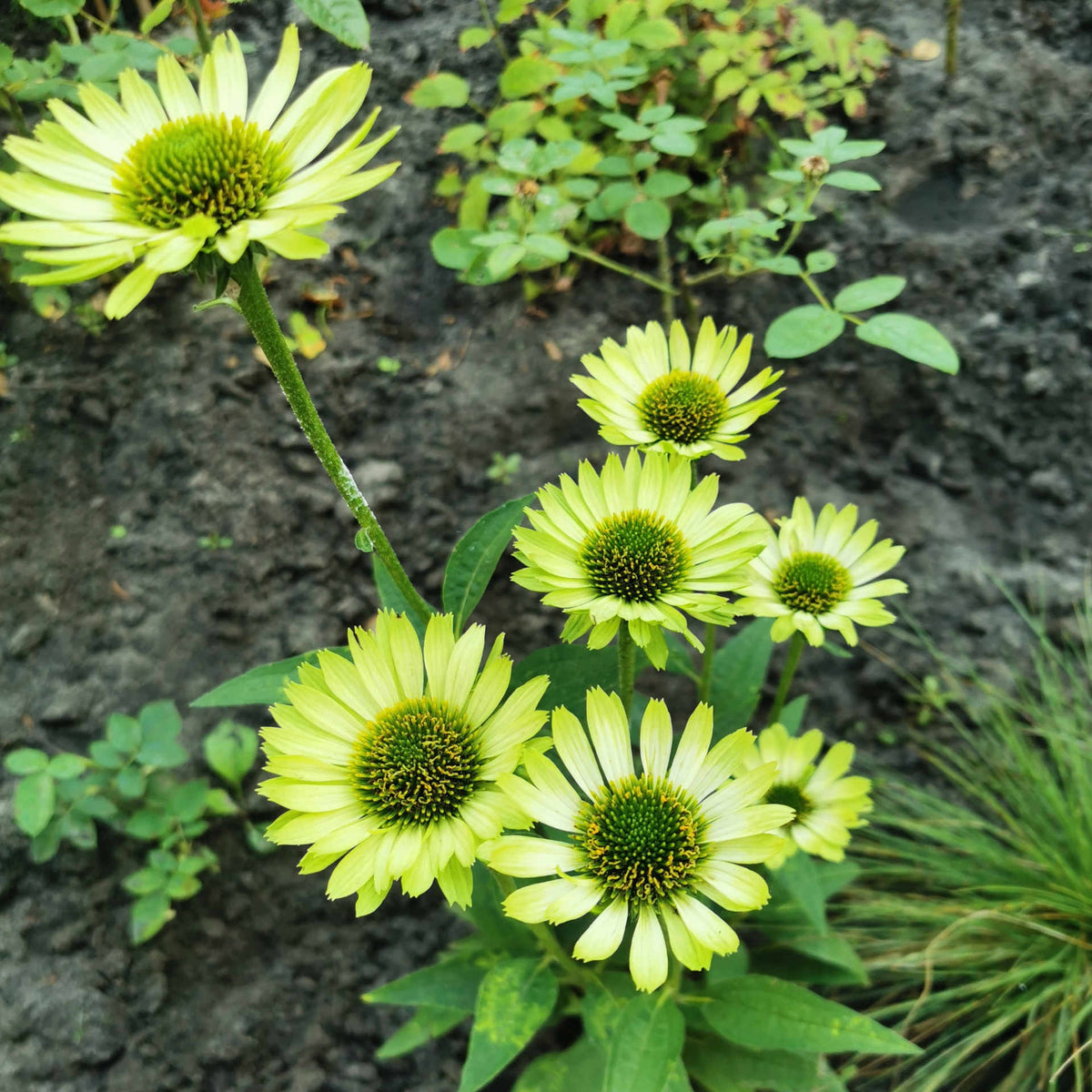 Echinacea Purpurea Green Jewel 9cm Pots | 1 x 9cm | Green