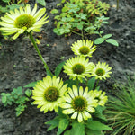 Echinacea Purpurea Green Jewel 9cm Pots | 3 x 9cm | Green